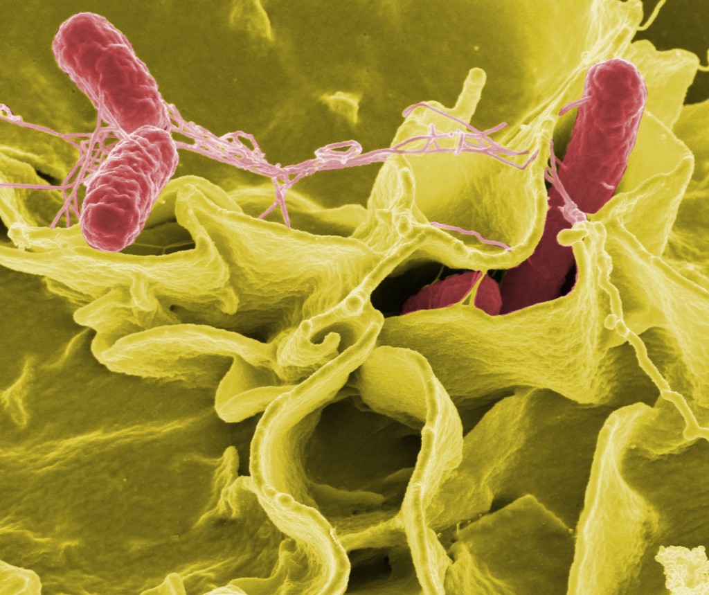 Combatir las bacterias más comunes en la industria alimentaria