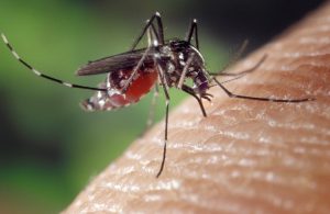 Cómo alejar a los mosquitos de tu restaurante